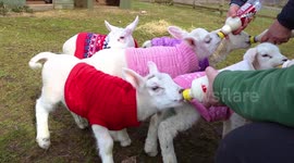 UK wildlife centre dresses newborn lambs in woolly jumpers to keep them warm