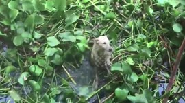 Drowning dog rescued after falling into deep well at Buddhist temple in Thailand
