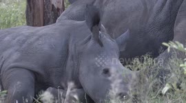 Baby rhino bothered when bird flies into its ear to start pecking