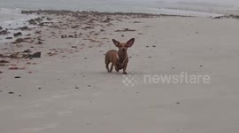Just look at that cute big Dachshund ears in the strong winds along the West Coast of South Africa.