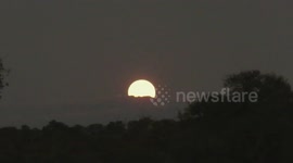Spectacular Super Worm Moon rises over South African savanna