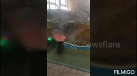 My flowerhorn fish