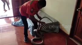 King cobra coils around snake wrangler's body after being caught under pensioner's bed in Thailand