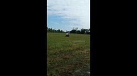 Buffalo Pulls Bride And Groom To Wedding