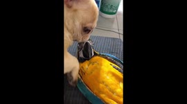 French Bulldog and Macaw are unlikely friends