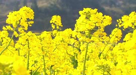 Chinese fields glossed in yellow as rapeseed flowers bloom