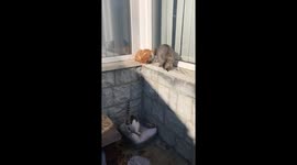cat defend his teritory and beat cat