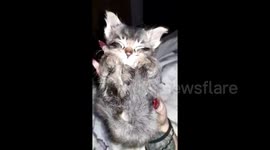 Introducing PomPom, the latest in handheld kitten technology