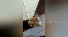 Kittens chase and sleep in high heels for adoption