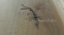 Artist creates giant picture of crocodile on UK beach using garden rake