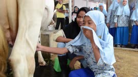 children's expressions milking cows