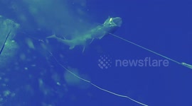 Spear fisherman caught in epic struggle as three sharks attempt to steal their catch off Fiji's coast