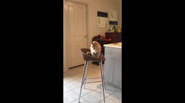 Cat wobbles his bum while sitting down
