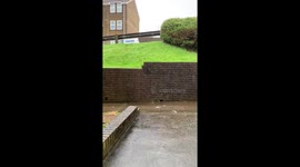 A woman who discovered a lost flock of sheep outside her home turned shepherd - and rounded them into a neighbours' garden