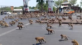 Hundreds of starving wild monkeys fight over a single piece of food during coronavirus outbreak in Thailand