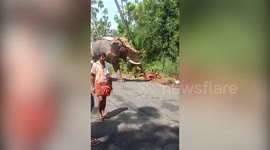 Mahout seriously injured in elephant attack on religious procession, locals claim poor upkeep of domesticated tuskers