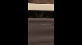 cat is hiding in the box