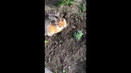 My cats are making some wrestling in my yard (they are fighting)
