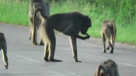 Baboon father enjoys unusual meal while the rest of his family find it distasteful
