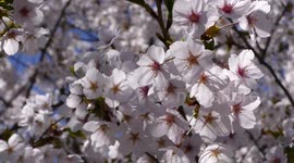 Toronto Canada cherry blossoms with crowds of people in High park - file footage from spring 2019
