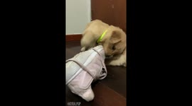 Adorable golden retriever one month old puppies play fighting