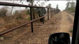 Rangers in India fire shot at elephant chasing them