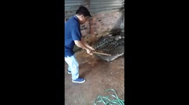 Vietnam's most dangerous job: The man catches the ferocious crocodiles in the cage