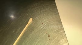 These mites found in a kitten's ear will make your skin crawl