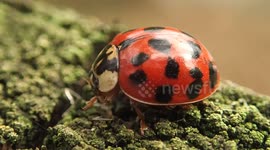 Watch a Ladybird washing itself in close up!