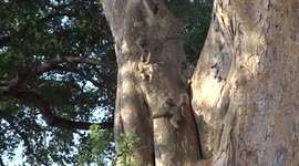 Young baboons playing around and pulling each other. Adorable and fun to watch.