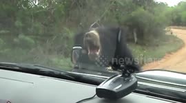 Playful sloth bear intercepts safari jeep and starts chews on wing mirror in Sri Lanka