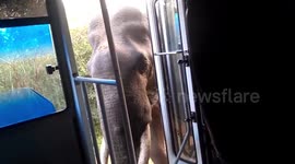 Elephant intercepts tourist bus to raid it for food in Sri Lanka