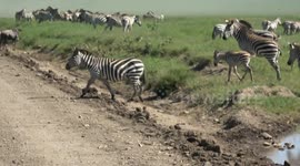 Zebra crossing stumble