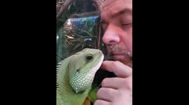 Chinese water dragon shows love to owner