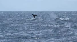 Whale Watching In The Caribbean