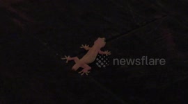 Frog In Our Honeymoon Suite!