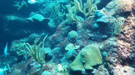 Fish Swimming