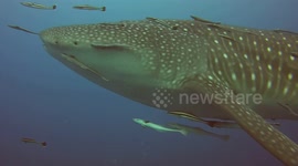 Divers in Thailand encounter giant whale shark by surprise