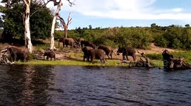 The Mighty African Elephants in the Chobe River Bank