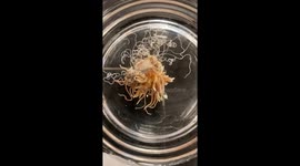 Timelapse shows anemone activate bizarre tentacle defence mechanism