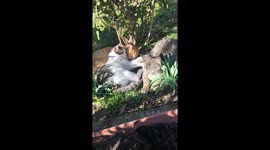 3 happy cats living life at its finest