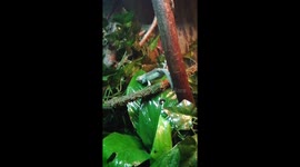 Tiny Chameleon falls then looks round to see if anyone was looking