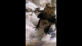 Lizard think's he's a dog