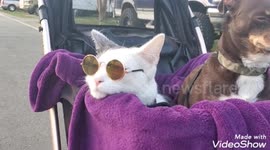 Cat and Dog wearing sunglasses