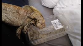 Ronnie the frilled dragon playing the drums