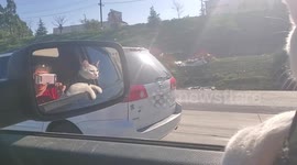 Cat loves car rides