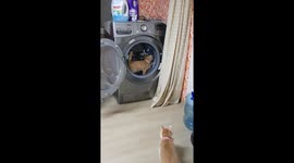 Cat turns washing machine into hamster wheel