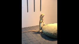 Hilarious moment pet lizard performs