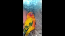 Sun conure pets owner