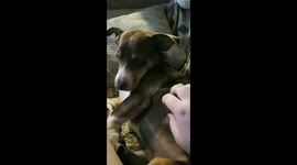 Sleepy puppy gets a scratch
